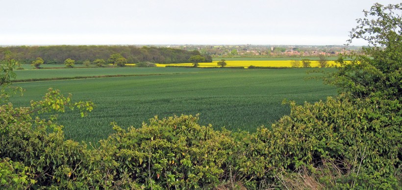 Alford and Rigsby Wood copy