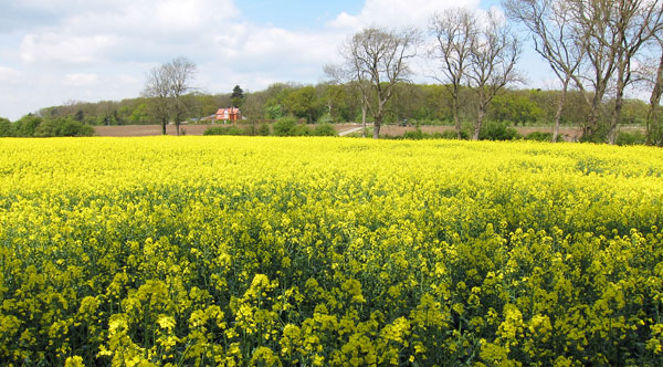 Farmhouse-in-rapeseed-west-of-Alford-copy