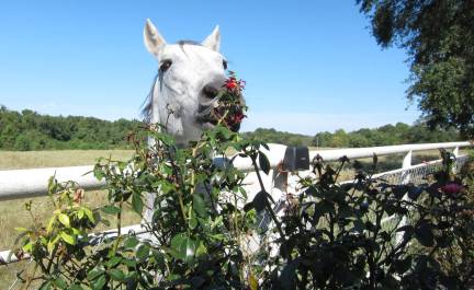 horse eating roses for blog