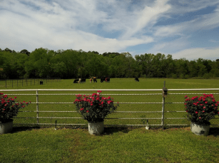 Z ~ cows in pasture copy